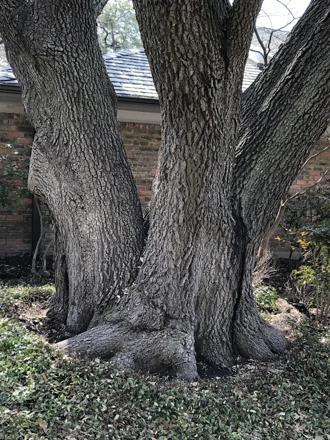 Mature heritage tree close to a Bennettsville property cared for by certified arborists